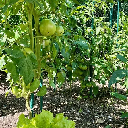 Matxiku Aurre Kır Evi *