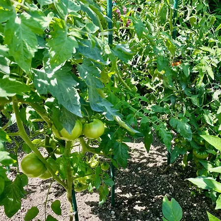 Lantställe Matxiku Aurre Berástegui